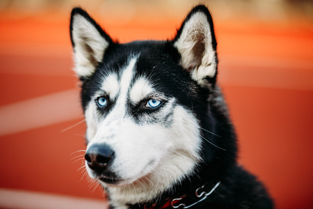 Close Up Head Of Young Husky Puppy Dog On Orange Backgroundの写真素材