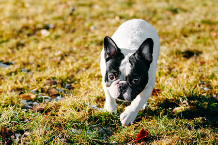 Beautiful French Bulldog Puppy Dog Pup Puppy Whelp Outdoor In Springの写真素材