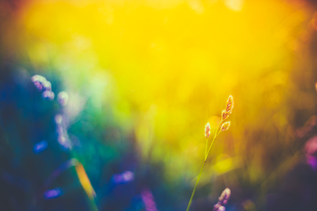 Summer Grass Meadow Close-Up With Bright Sunlight. Sunny Spring Background. Yellow, Blue And Purple Colors Toned Instant Filtered Imageの写真素材