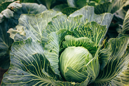 White Green Head Cabbages On Agricultural Fieldの写真素材