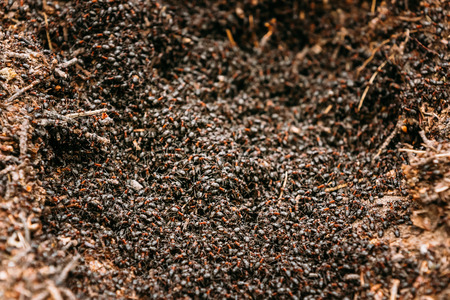 Red Forest Ants Formica Rufa In Anthill Macro Photo, Big Anthill Close Up, Ants Moving In Anthill. Background Of Red Ant Colonyの写真素材