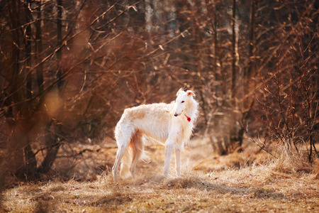 White Russian Wolfhound Dog, Borzoi, Russian Hunting, Sighthound, Russkaya Psovaya Borzaya, Psovoi. Spring Autumn Time, Outdoors Close Up Portrait . Spring Autumn Time, Outdoors Close Up Portraitの写真素材