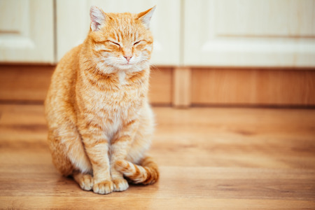 Peaceful Orange Red Tabby Cat Male Kitten Curled Up Sleeping In His Bed On Laminate Floor.の写真素材
