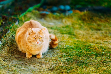Red Cat Sitting On Green Spring Grass. Outdoor Portraitの写真素材