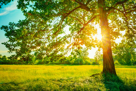 Summer Sunny Forest Trees And Green Grass. Nature Wood Sunlight Background. Instant Toned Image