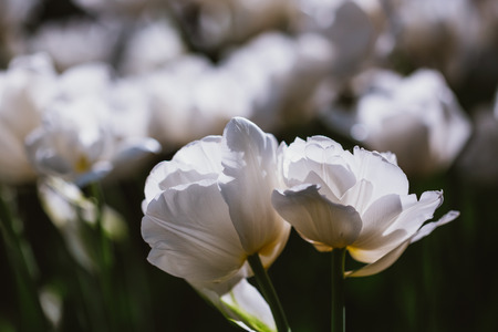 White  Flowers Tulips In Spring Garden Flower Bedの写真素材