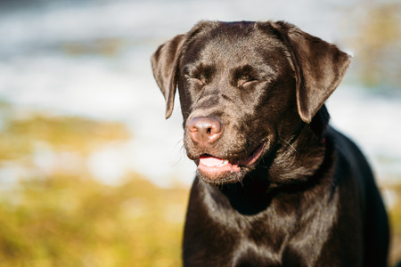 Beautiful Brown Dog Lab Labrador Retriever Staying Outdoor In Springの写真素材