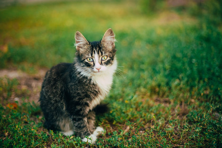 Small Cat Kitten Playing On Green Spring Grass. Outdoor Portraitの写真素材
