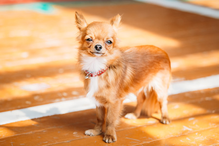 Beautiful Young Red Brown And White  Tiny Chihuahua Dog Staying On Wooden Floorの写真素材
