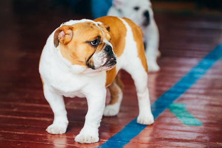 Close Up Young Brown And White English Bulldog Dog Staying On Wooden Floorの写真素材