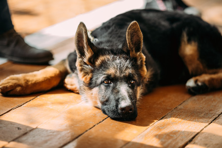 Close Up Young German Shepherd Dog Puppy Sitting On Wooden Floorの写真素材