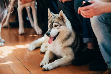Close Up Young Husky Eskimo Dog Sitting On Wooden Floorの写真素材