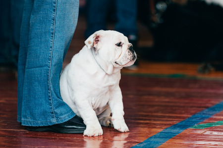 Close Up Young White English Bulldog Dog Sitting On Wooden Floorの写真素材