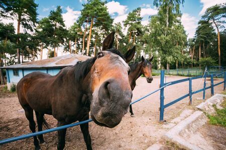 Funny Brown Horse Photographed A Wide Angle Lensの写真素材