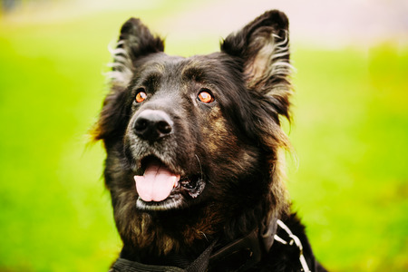Black German Shepherd Dog. Close Up Portrait On Green Backgroundの写真素材