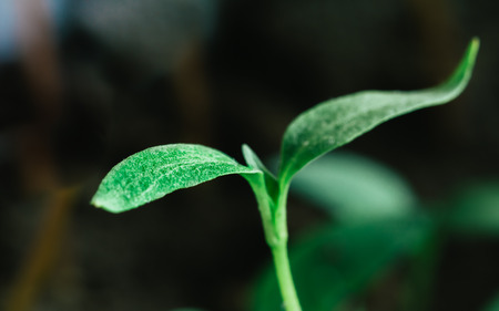Green Sprout Growing From Seed On Dark Black Soil Background. Spring Concept Of New Lifeの写真素材