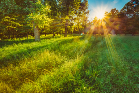 Sunlight In Green Coniferous Forest, Summer Nature