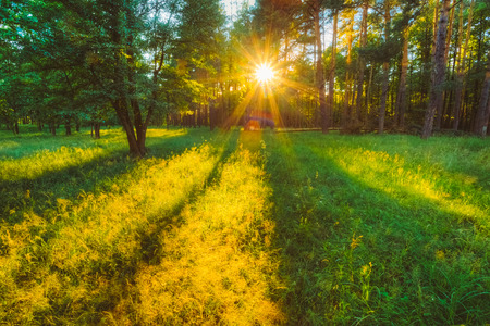 Sunlight In Forest, Summer Nature. Sunny Trees And Green Grass. Woods Backgroundの写真素材