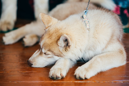 Close Up Head Young Happy Husky Puppy Eskimo Dog Sleeping On Wooden Floorの写真素材
