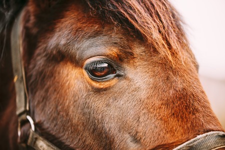 Close Up Of Arabian Bay Horse- Very Shallow Field Of Depthの写真素材