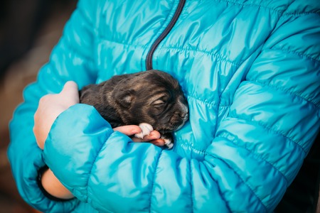 Newborn Black Puppy Sleeps On Girls Hand. Child Hands Holding Puppyの写真素材