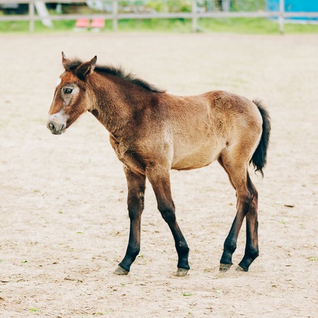 Portrait Of Brown Foal Young Horse. Toned Instant Photoの写真素材