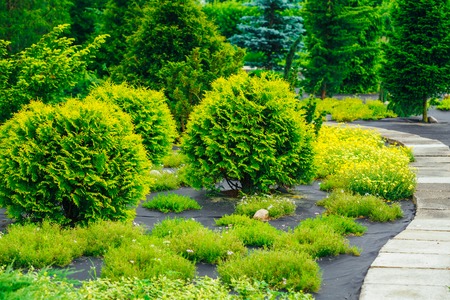 Stone Pathway Walkway Lane Path With Small Green Trees And Cuted Bushes In Garden. Beautiful Alley In Summer Park. Landscaping. Garden Designの写真素材