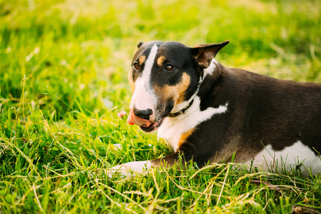 Close Up Pet Bullterrier Dog Portrait At Green Grassの写真素材