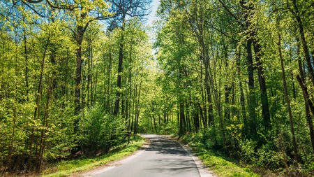 Good Asphalt Forest Road In Sunny Summer Day. Lane Running Through Spring Deciduous Forestの写真素材