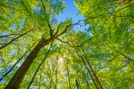 Spring Sun Shining Through Canopy Of Tall Trees. Upper Branches Of Tree. Sunlight Through Green Tree Crown - Low Angle View.の写真素材