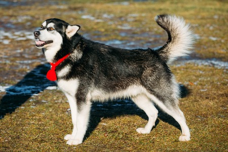 Beautiful Alaskan Malamute Dog Staying Outdoor In Springの写真素材