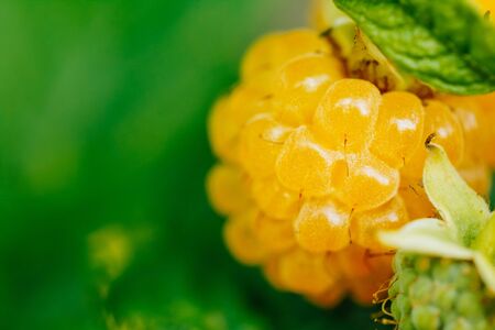 Yellow Raspberries. Growing Organic Berries Closeupの写真素材