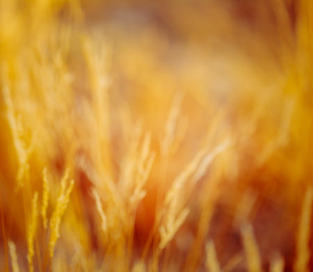 Abstract Blurred Bokeh Background With Autumn Dry Grass. Boke Grass With Sunlight Colors Toned Image