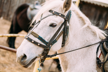 Close Up Portrait Of White Horse.  Toned Instant Photoの写真素材