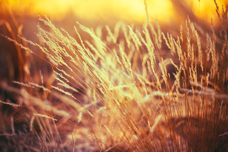 Autumn Nature Natural Background Of Dry Grass. Bokeh, Boke Grass With Sunlight Colors Toned Imageの写真素材