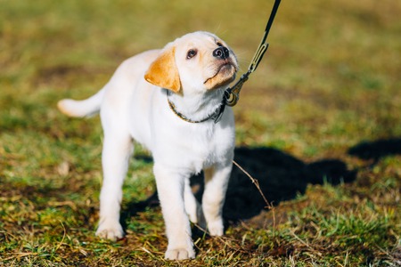 Beautiful White Dog Lab Labrador Retriever Pup Puppy Whelp Outdoor In Springの写真素材