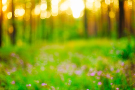 Nature Green Natural Blurred Background Of Out Of Focus Forest. Bokeh, Boke Woods With Sunlight Colors Absract Backgroundの写真素材