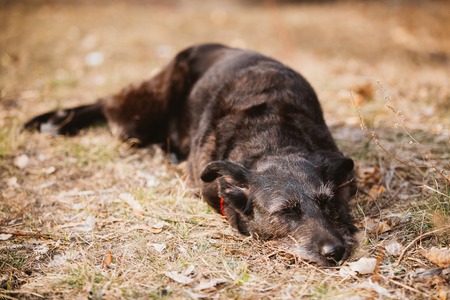 Small Size Black Mixed Breed Dog Resting In Dry Grass In Spring Autumn Season Outdoor.の写真素材