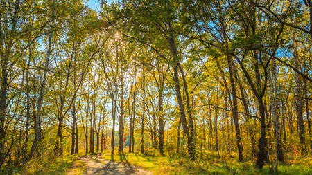 Path Road Way Pathway On Sunny Day In Autumn Sunny Forest Trees, Green Grass. Nature Wood Sunlight Background. Instant Toned Imageの写真素材