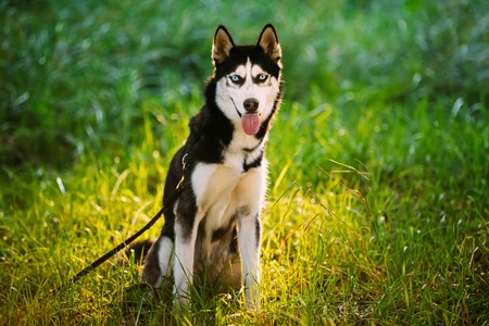 Young Happy Husky Eskimo Dog Sitting In Fresh Green Grass Outdoor. Summer Or Spring Seasonの写真素材