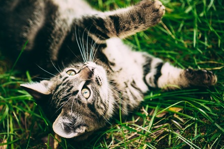 Playful Cute Tabby Gray Cat Kitten Pussycat Play In Grass Outdoor. Looking Up.の写真素材