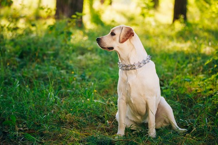 Female Funny White Labrador Retriever Dog Sitting In Green Grass, Forest Park. The head of dog turned to left side.の写真素材