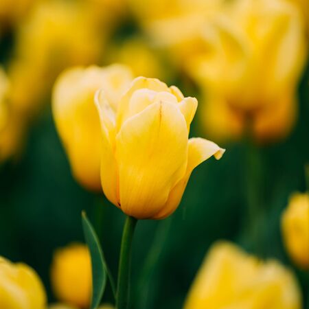 Yellow Tulip Flower In Spring Garden Flower Bed.の写真素材