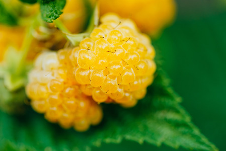 Yellow Raspberries. Two Growing Organic Berries Closeup. Ripe Raspberry In Fruit Gardenの写真素材