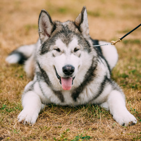 Single Beautiful Alaskan Malamute five-month puppy Dog sitting on dry grass. Autumn seasonの写真素材