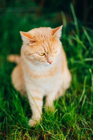 Red Cat Sitting On Green Grass In Gardenの写真素材