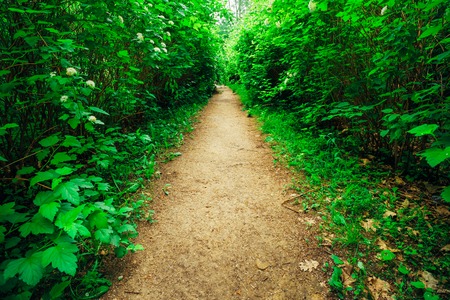 Walkway Lane Path With Green Bushes In Garden. Beautiful Alley In Park. Garden design, landscapingの写真素材