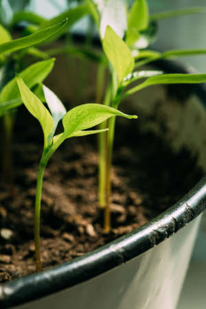 Green Sprout Growing From Seed On Dark Black Soil Backgroundの写真素材