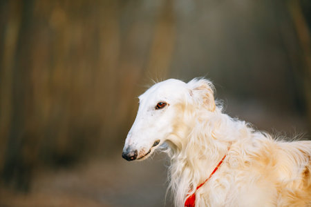 White Russian Hunting Dog, Sighthound, Russkaya Psovaya Borzaya, Psovoi. Close Up Portraitの写真素材
