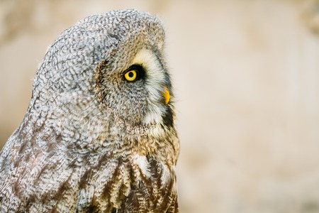 The great grey owl or great gray owl - Strix nebulosa is a very large owl. Wild bird.  Close up head, face.の写真素材